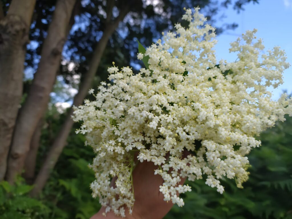 Propiedades e usos da flor de sabugueiro.