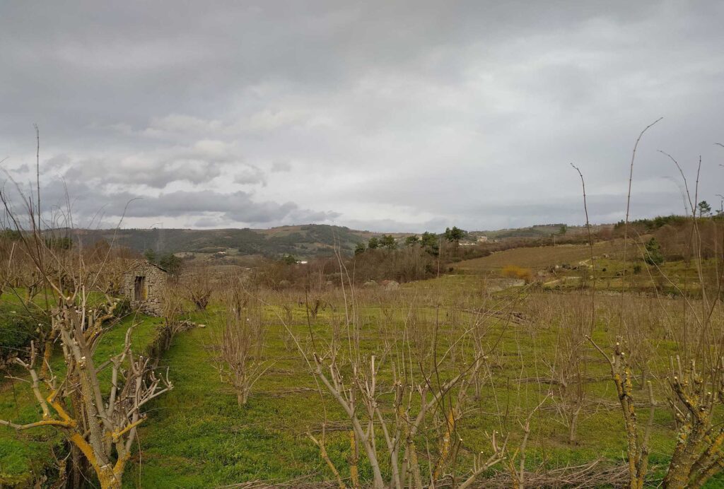 A primeira plantación de sabugueiro ecolóxico en Galicia